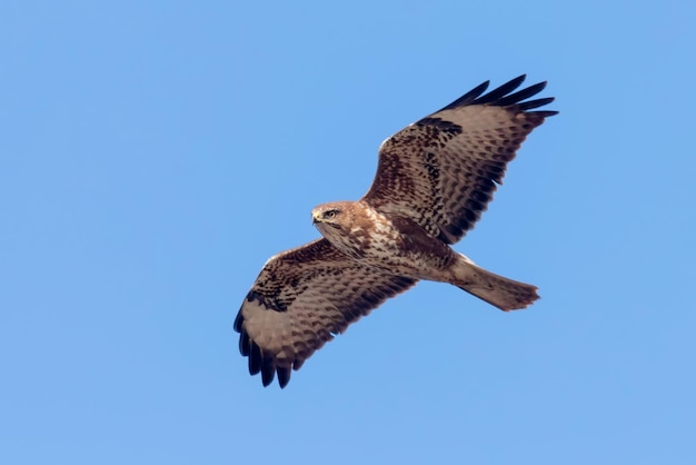 Buizerd (buteo buteo) tijdens de vlucht, achteraanzicht