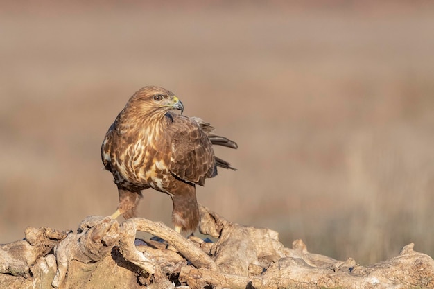 Buizerd (Buteo buteo) Toledo, Spanje