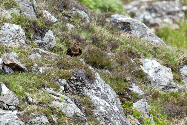 Buizerd (Buteo buteo)