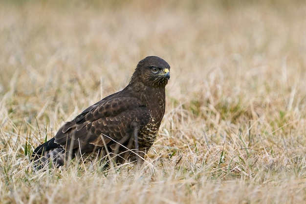 Buizerd Buteo buteo