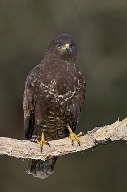 Foto buizerd buteo buteo