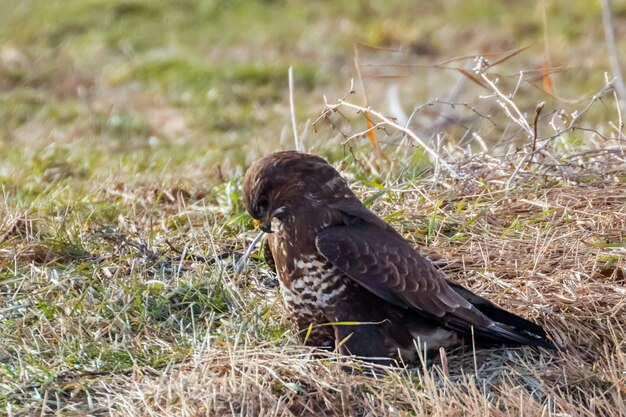 Buizerd die op de grond staat (buteo buteo)