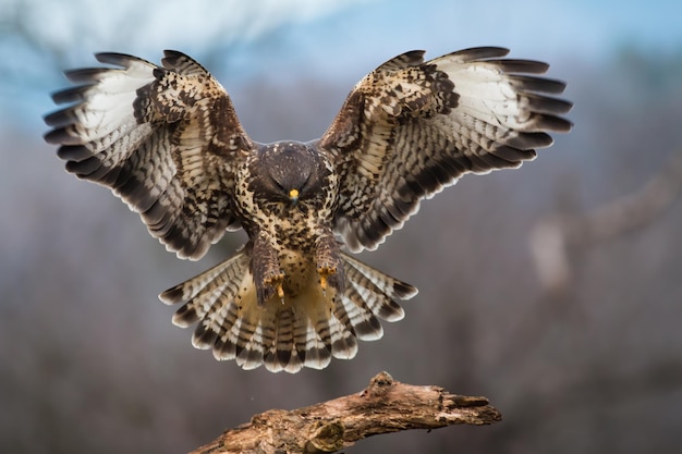 Buizerd die op tak in winterbos landt