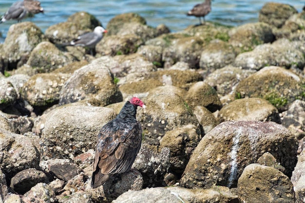 Buizerd rood hoofd op de zeerotsen