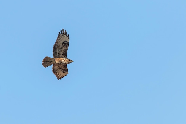 Buizerd tijdens de vlucht (Buteo buteo) Blauwe lucht