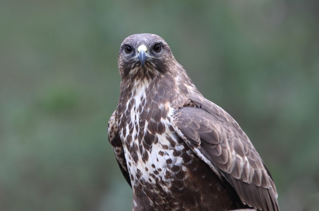 Buizerd, valk, roofvogel, buizerd, vogels, Buteo buteo