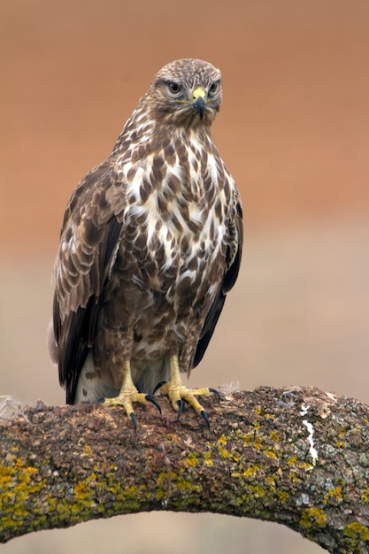 Buizerd, valk, roofvogel, buizerd, vogels, buteo buteo