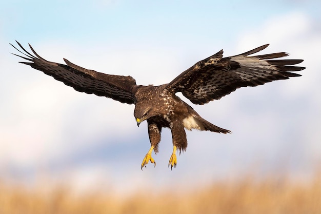 Buizerd vliegend Buteo buteo Toledo Spanje