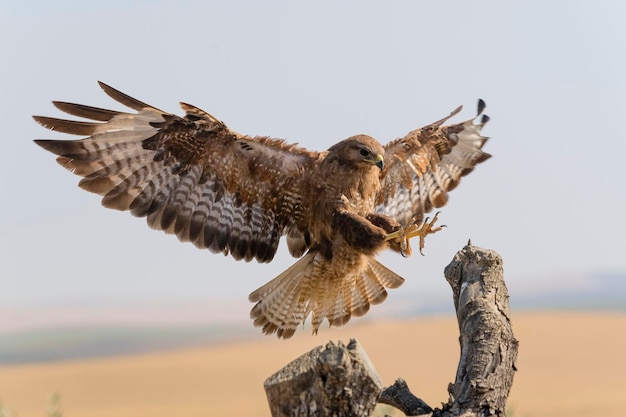 Buizerd vliegend Buteo buteo Toledo Spanje