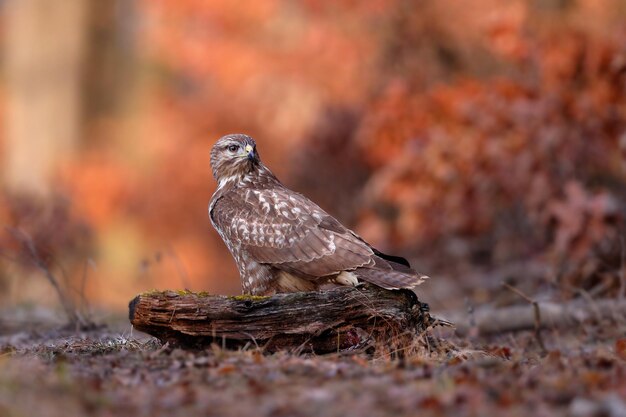 Buizerd zittend op hout in bos in de herfst