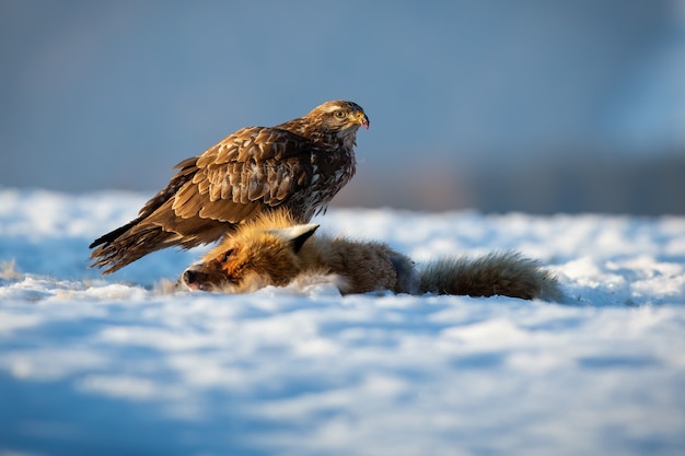 Buizerd zittend op sneeuw in de winter natuur