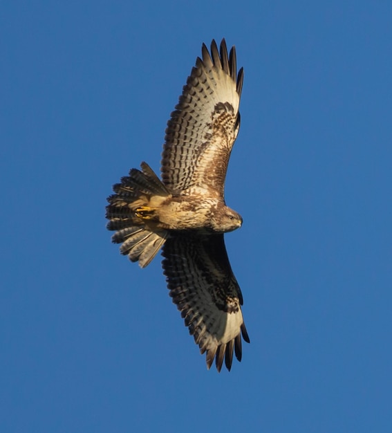 buizerd06