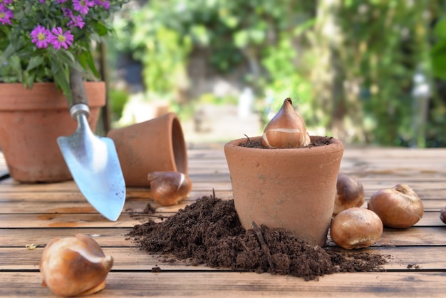 Bulb of flowers in a terra cotta  pot among dirt on a wooden garden table