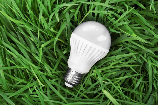 Bulb in green grass closeup