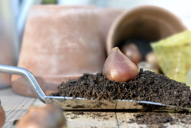 Bulb of tulip on the soil