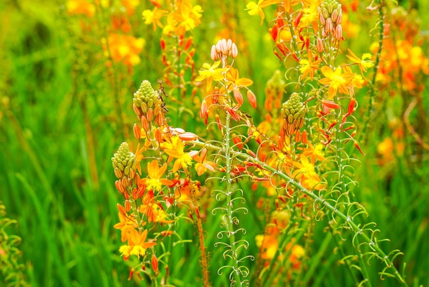 Bulbine frutescens is een soort van bloeiende plant in het geslacht Bulbine