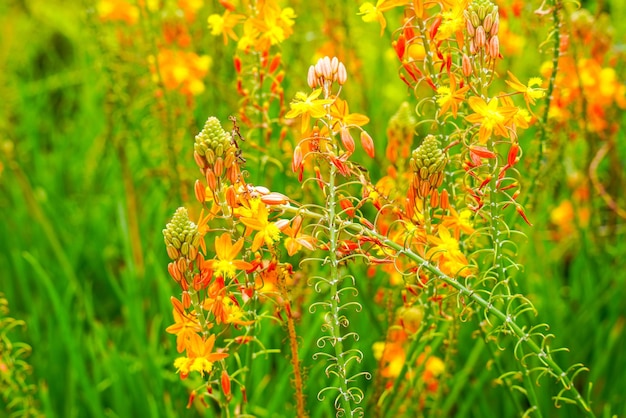 Bulbine frutescens is een soort van bloeiende plant in het geslacht Bulbine