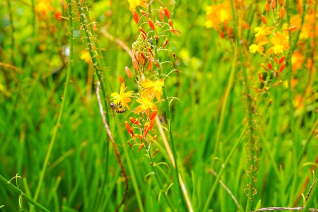 Bulbine frutescens is een soort van bloeiende plant in het geslacht Bulbine