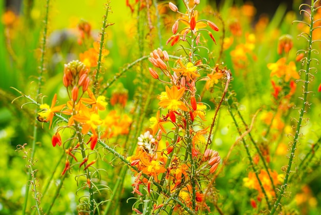 Bulbine frutescens is een soort van bloeiende plant in het geslacht bulbine