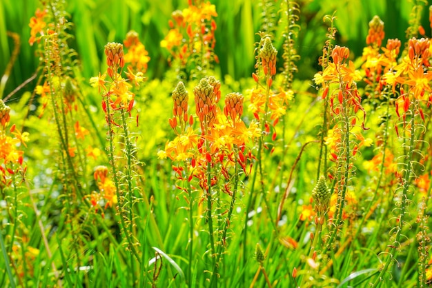 Bulbine frutescens is een soort van bloeiende plant in het geslacht Bulbine