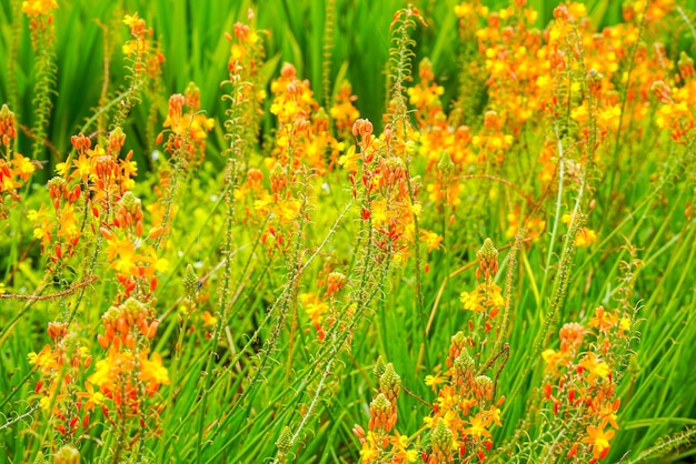 Bulbine frutescens は、ブルバイン属の顕花植物の種です。