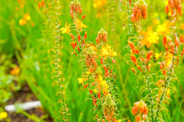 Bulbine frutescens — вид цветковых растений рода Bulbine.