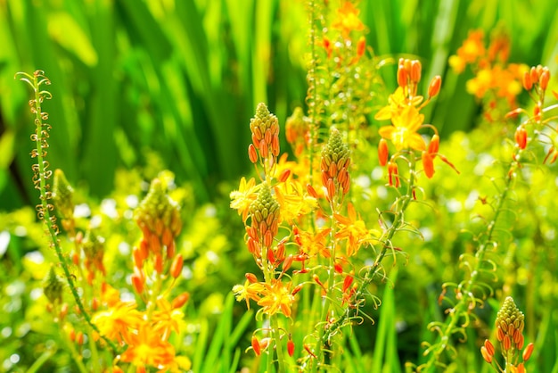 Bulbine frutescens is a species of flowering plant in the genus Bulbine