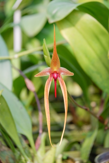 Bulbophyllum echinolabium orchideebloem uit de familie Orchidaceae in tropische tuin