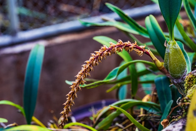 Bulbophyllum macrocoleum Seidenf, красивая дикая орхидея в тропическом лесу.