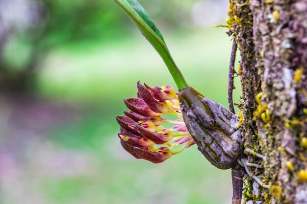 Bulbophyllum spathulatum. Beautiful rare wild orchids in tropical forest of Thailand.