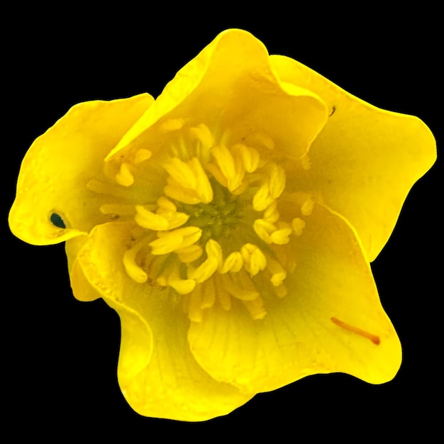 Bulbous buttercup flower black background