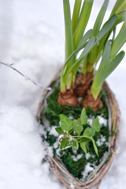 Bulbous garden flowers and garden ivy in a basket under the snow