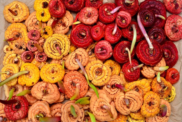 Bulbs of gladiolus flowers germinate in the spring. Agriculture, horticulture. Preparing the plant for planting in the ground. Flat lay, top view