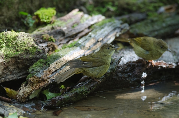 Bulbul met grijze ogen (Iole propinqua) in aard