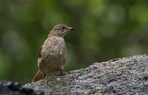 公園の石の上にヒヨドリの縞模様の Pycnonotus blanfordi