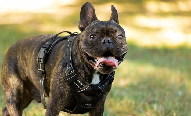 Buldog on the grass in the park