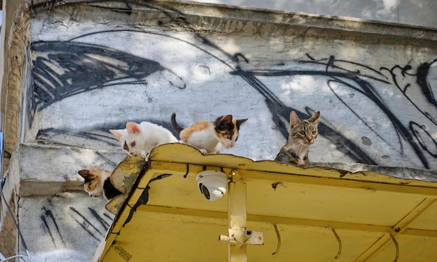 Foto bulgaria sofia graffiti e gatti su un tetto metallico in centro