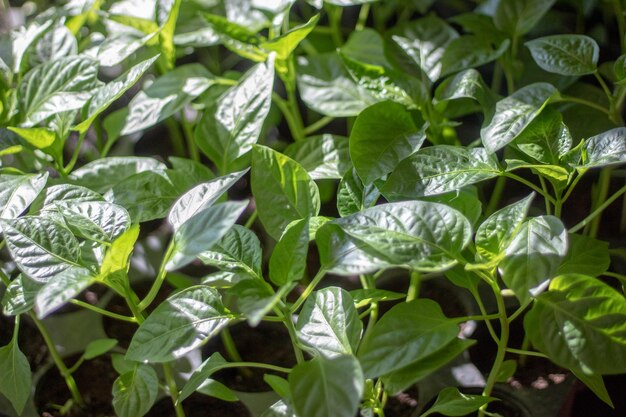 Bulgarian pepper seedlings at home before planting closeup