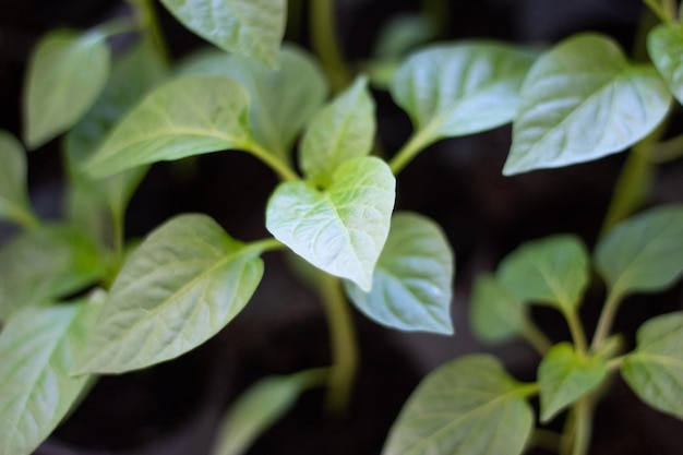 クローズアップを植える前に自宅でブルガリアのコショウの苗