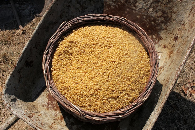 Bulgur tarwe