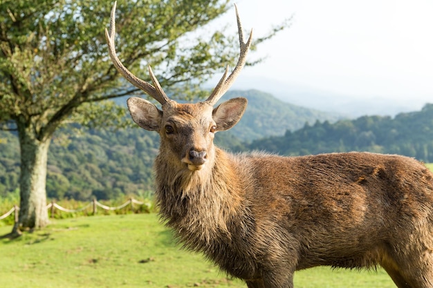 Bulk deer