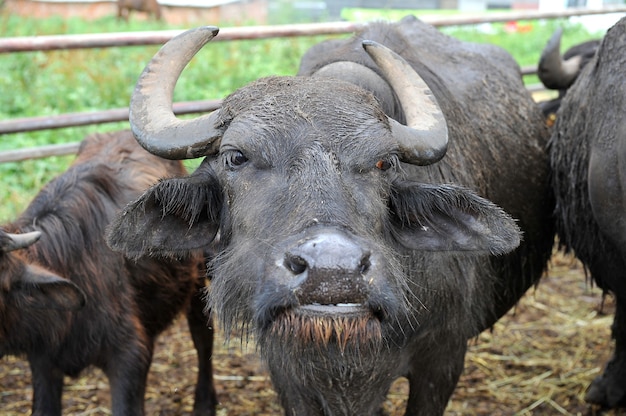 Bufalo toro con grandi corna ricurve in un allevamento di bufali.