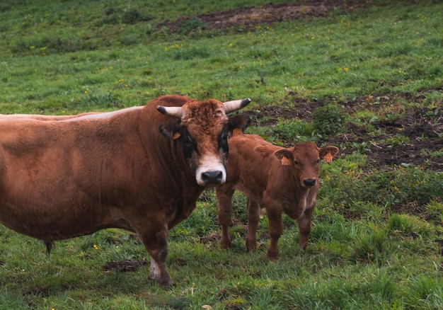 Bull and calf look at the camera