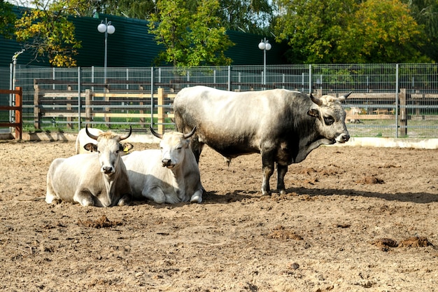 Bull and cows in a fence for livestock on a farm or in a zoo.