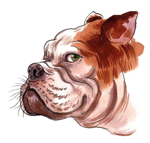 Bull dog hoofd Handgetekende inkt en aquarel schets