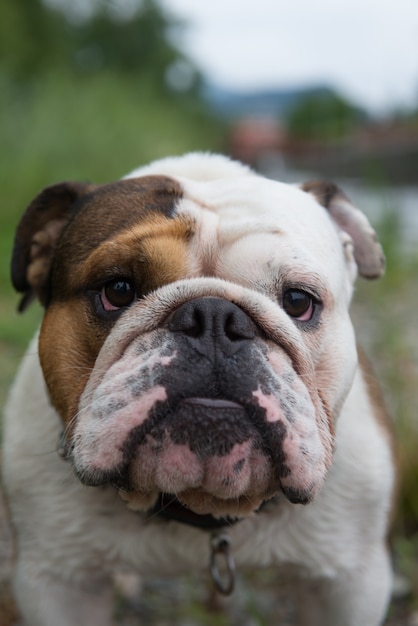 Bull dog in lugano Switzerland Europe