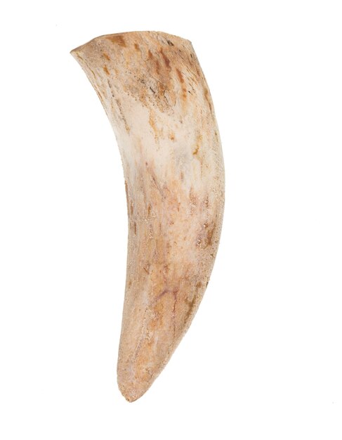 bull horns isolated on white background