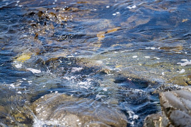 岩の上で育つブルケルプ海藻 食べられる海藻 海で収する準備ができています