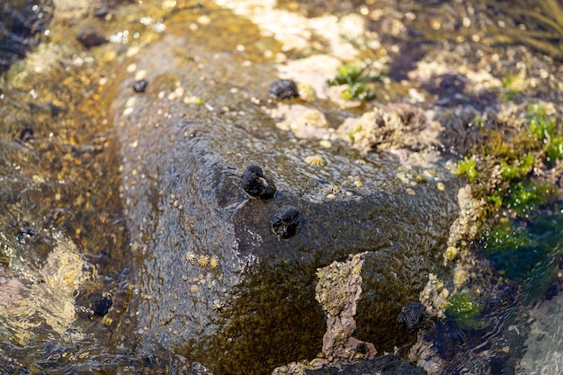 Bull kelp seaweed growing on rocks Edible sea weed ready to harvest in the ocean