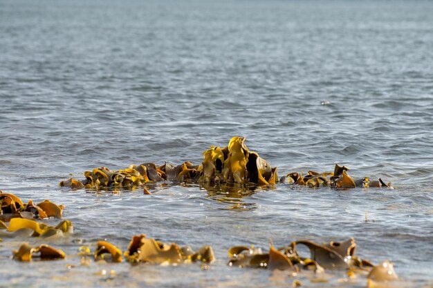 bull kelp seaweed growing on a rocky coastline by the ocean in australia